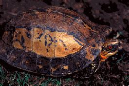 八角龜|黑腹花背箱龜 Flowerback box turtle